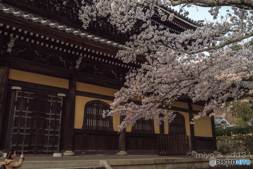 春を写す人（南禅寺の桜）2019