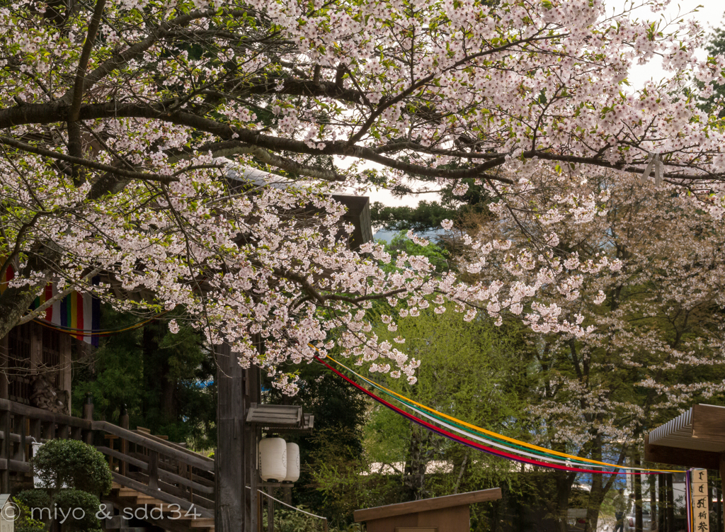 山寺、立石寺の桜