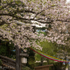 山寺、立石寺の桜