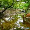 奈良公園の春日野園地にて