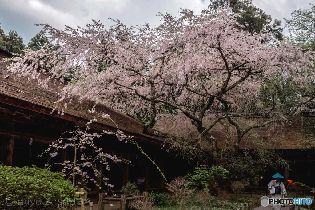 吉野水分神社の枝垂れ桜