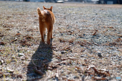 纏向遺跡のキンタ、（寒さなんかに）まけるなよ。