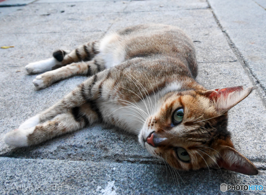 想像その2（...という訳だから、笑顔猫には注意ニャノダー）