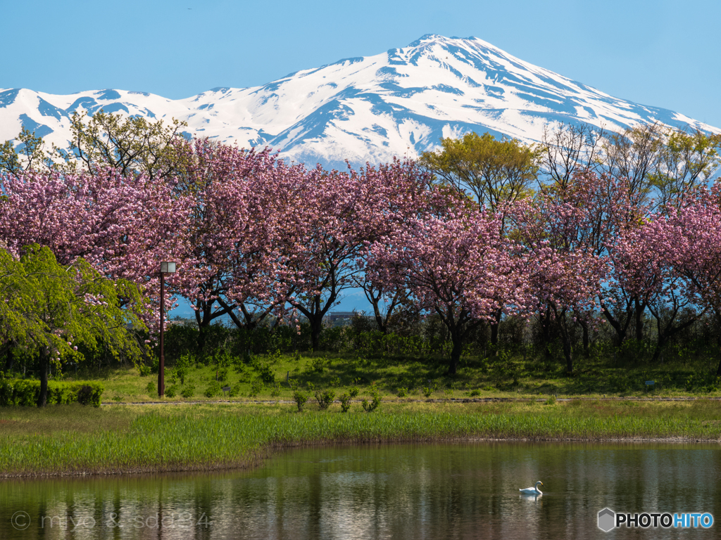 鳥海山と桜 By Sdd34 Id 写真共有サイト Photohito