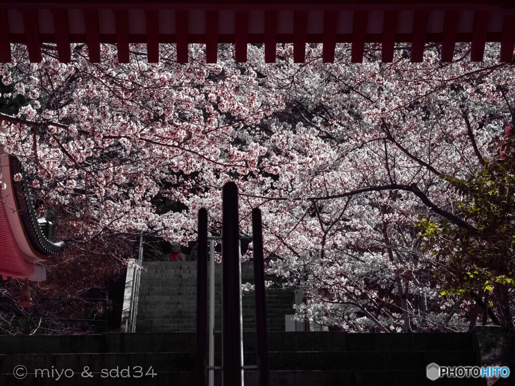 寺は壷坂、桜の緞帳。
