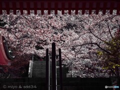 寺は壷坂、桜の緞帳。