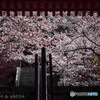 寺は壷坂、桜の緞帳。