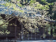 秋田 彌高神社の霞桜