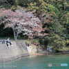 Stranger in Paradise. （桜と海と旅人）