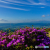 霧島ツツジ (阿蘇山 仙酔峡)
