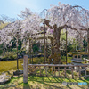 吉野山 竹林院 群芳園 (天人之桜)
