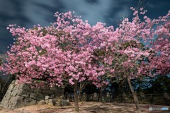 松山城で見た桜（ヨウコウ桜）