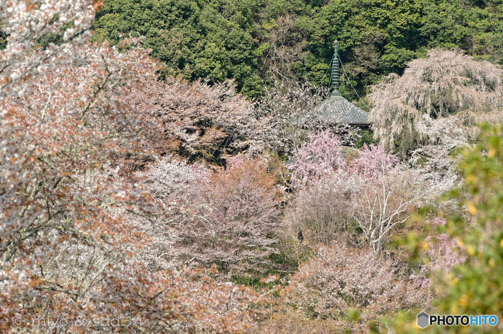 吉野山　如意輪寺 多宝塔辺り