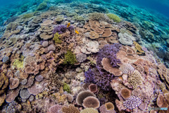 西表島の珊瑚群