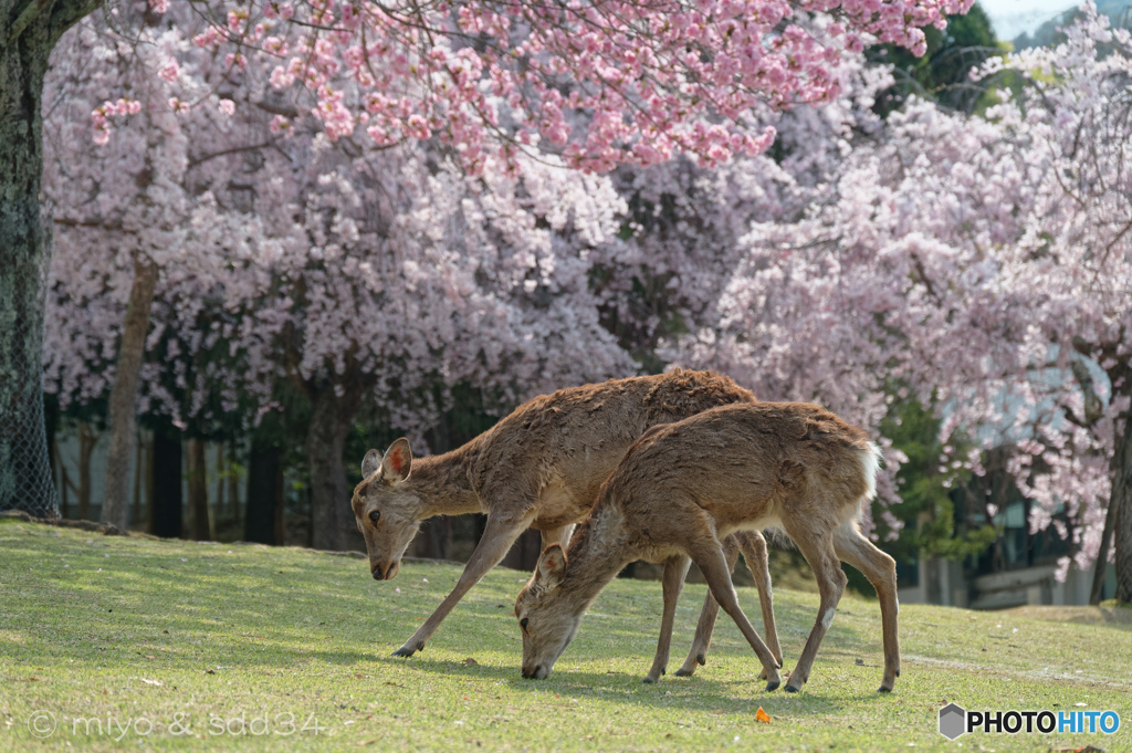 春の小景