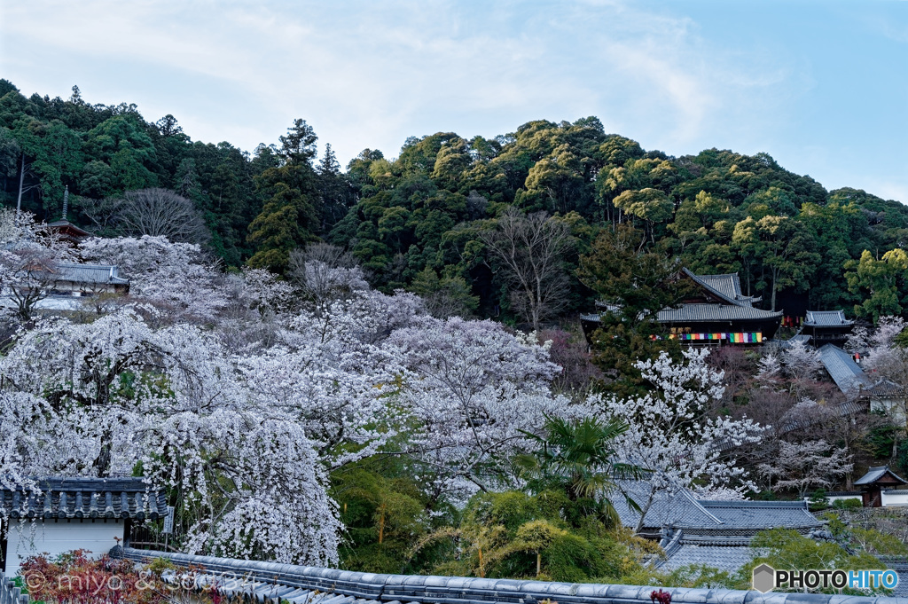 奈良 長谷寺