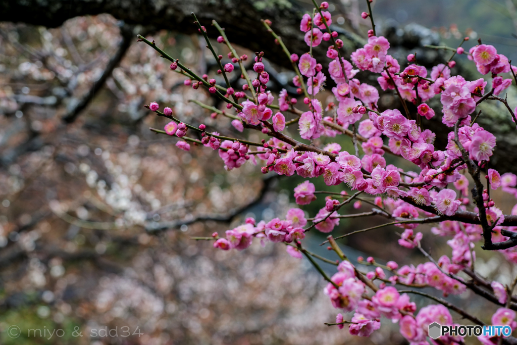 紅梅 (鎌倉 長谷寺にて)