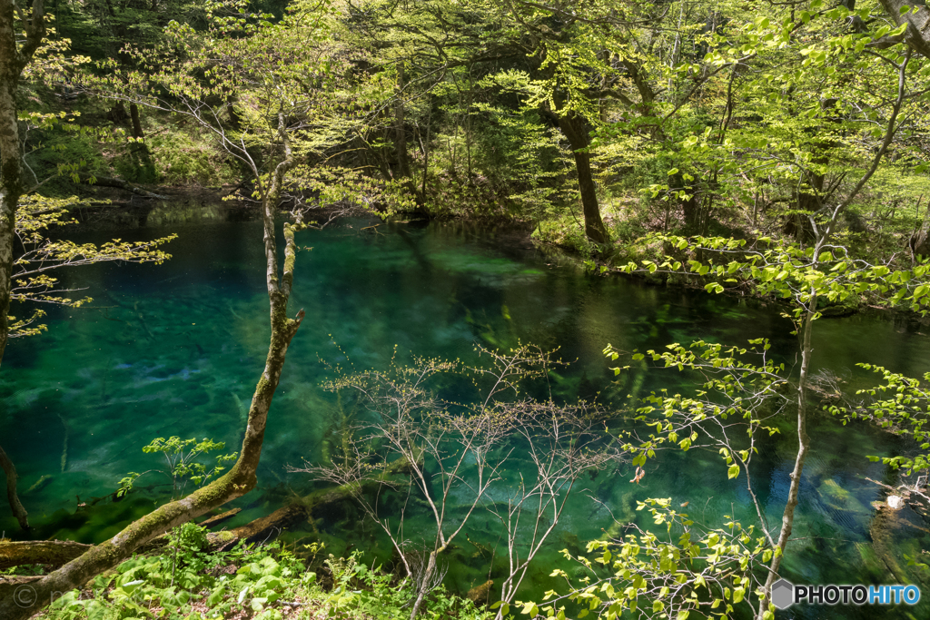十二湖 沸壺 わきつぼ の池 By Sdd34 Id 写真共有サイト Photohito 十二湖 沸壺 わきつぼ の池 By Sdd34 Id 写真共有サイト Photohito