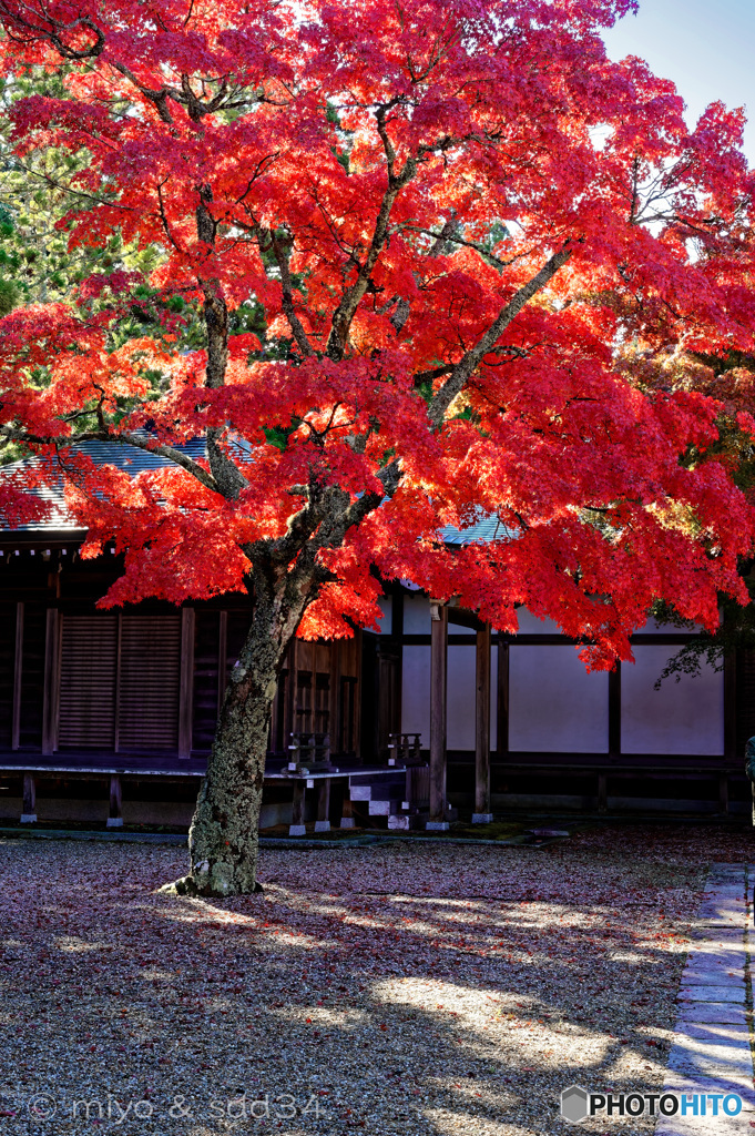 Autumn leaves.