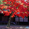 Autumn leaves.