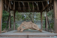 京都御苑 宗像神社のイノシシ