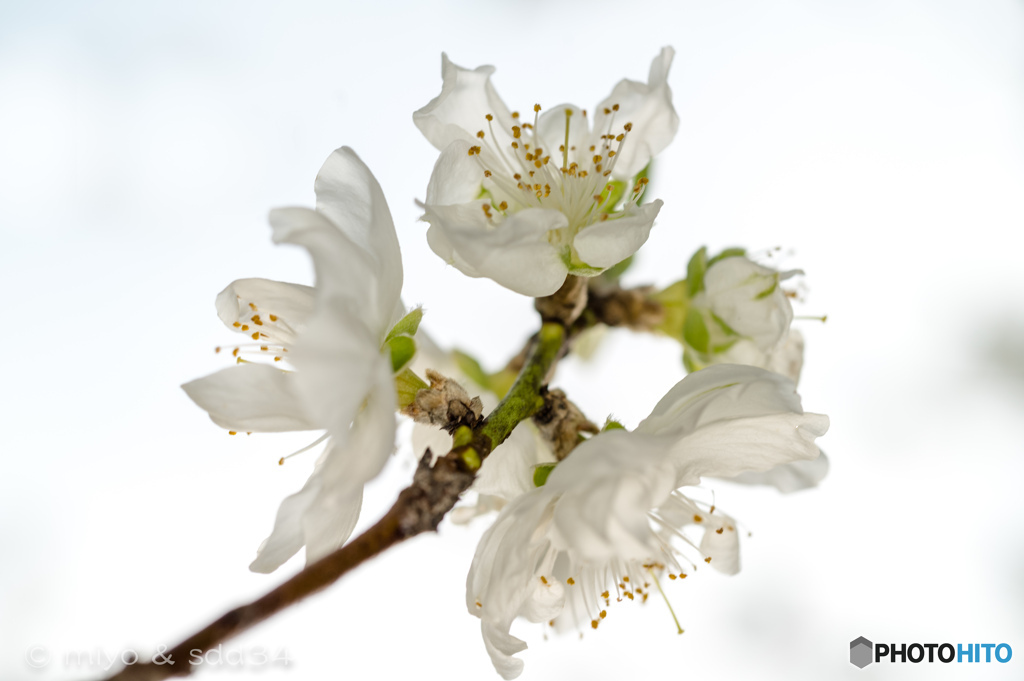 咲きはじめた花ならば