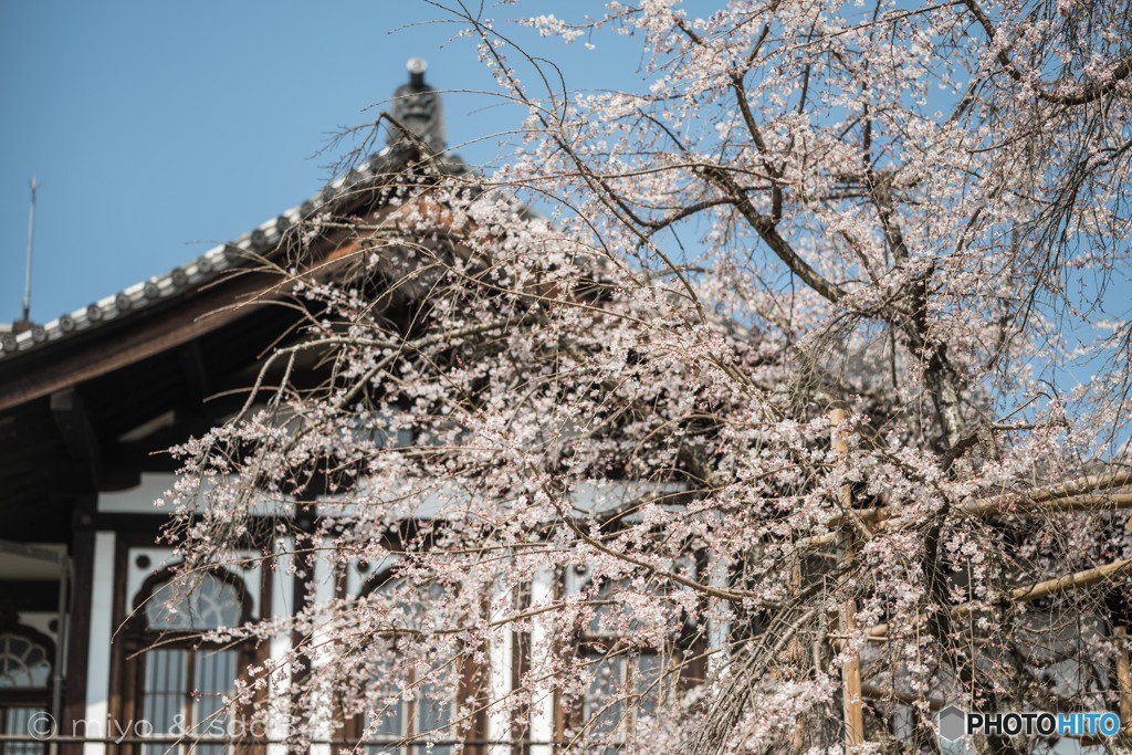 旧奈良県物産陳列所の しだれ桜