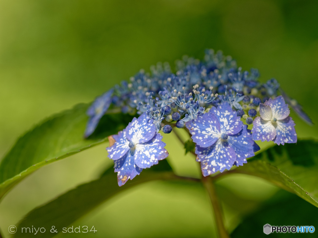 紫陽花（星の雫）