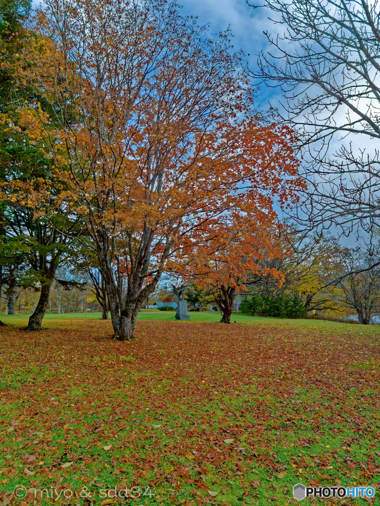 Autumn leaves.