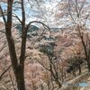 奥千本の白山桜 (苔清水に至る道)