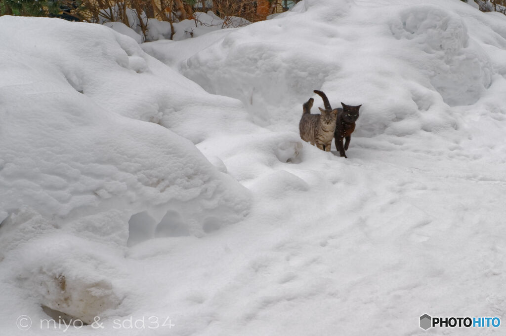 （ねこのひ記念日）雪の中から飛び出してきた。