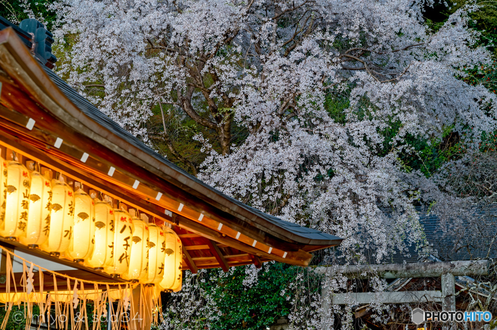 鹿ケ谷　大豊神社の枝垂れ桜