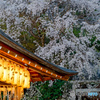 鹿ケ谷　大豊神社の枝垂れ桜