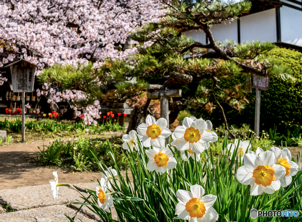 松前にて（水仙と蝦夷霞桜）