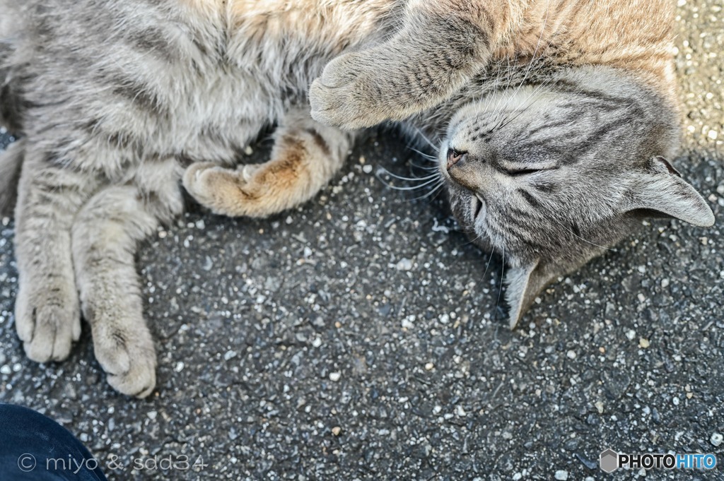 ねこ