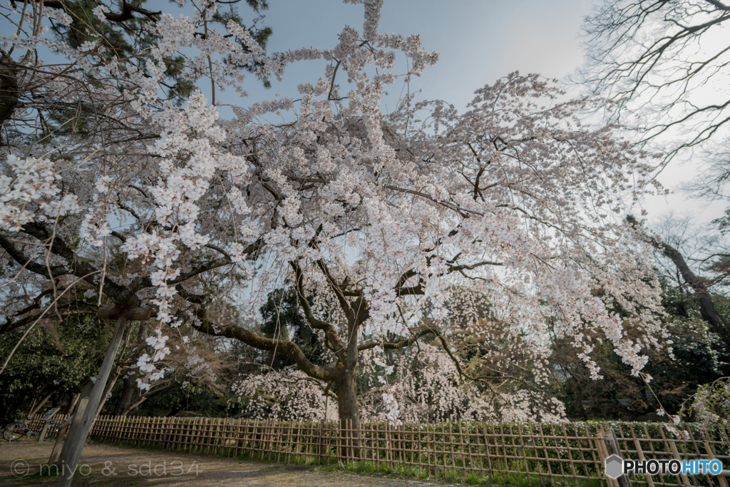 京都御苑の枝垂れ桜（イトザクラ）