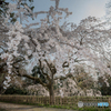 京都御苑の枝垂れ桜（イトザクラ）