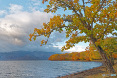 屈斜路湖 湖畔の紅葉