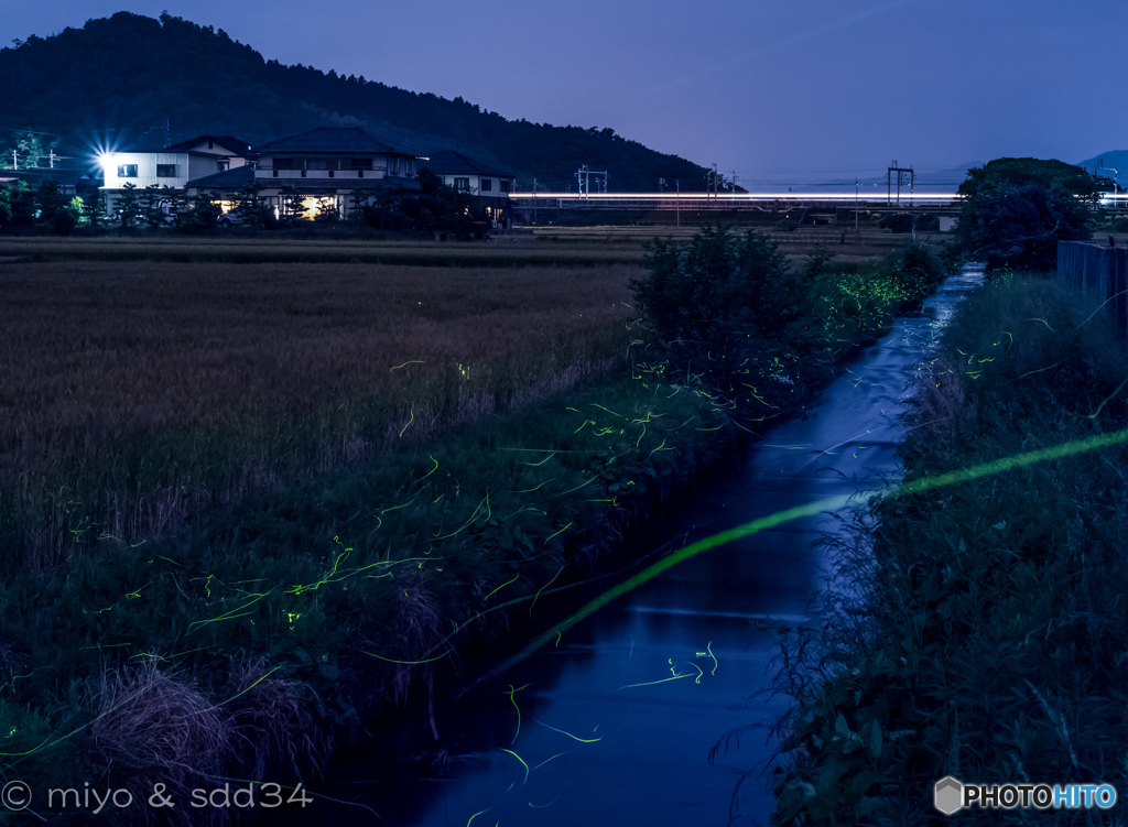 ホタル（近江長岡 天野川周辺）