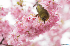 河津桜にメジロ