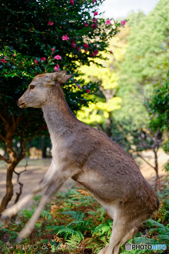 うわぉ〜ん。(泣) くやしー。　ジタバタ＝3