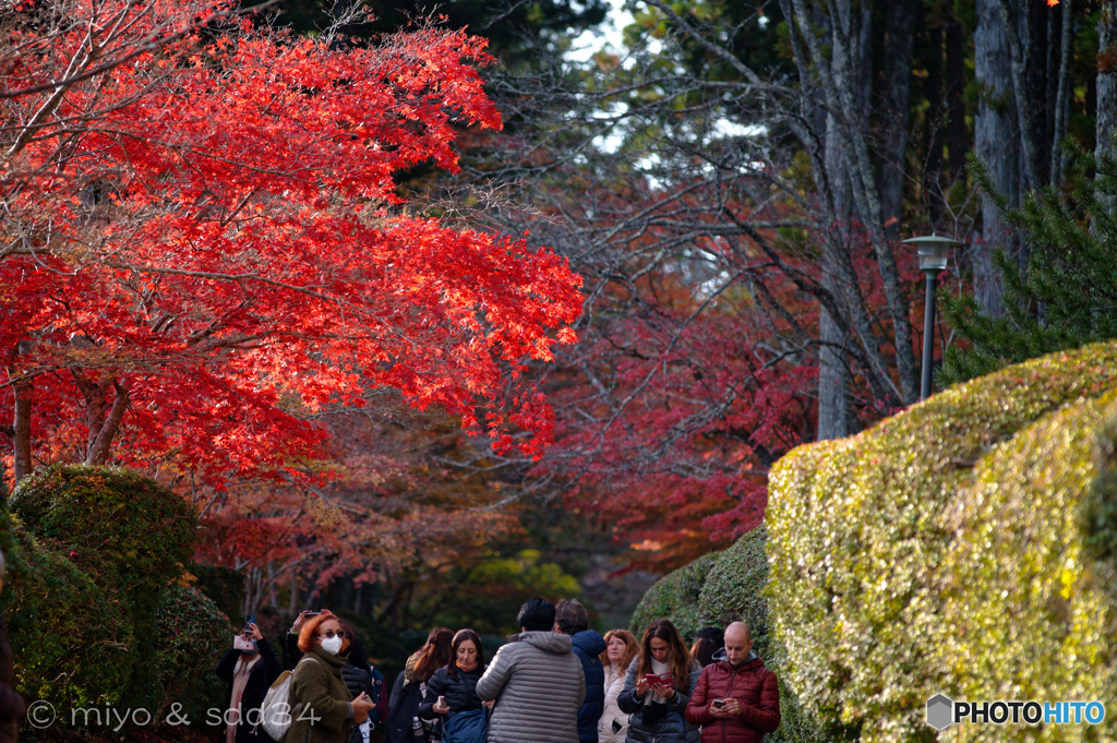 高野山  蛇腹路の紅葉