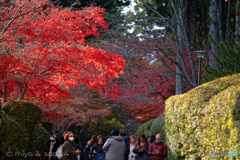 高野山  蛇腹路の紅葉