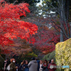 高野山  蛇腹路の紅葉