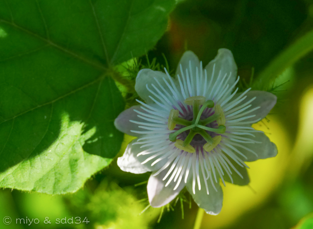 Passion flower. （台湾、高雄市の街路で）
