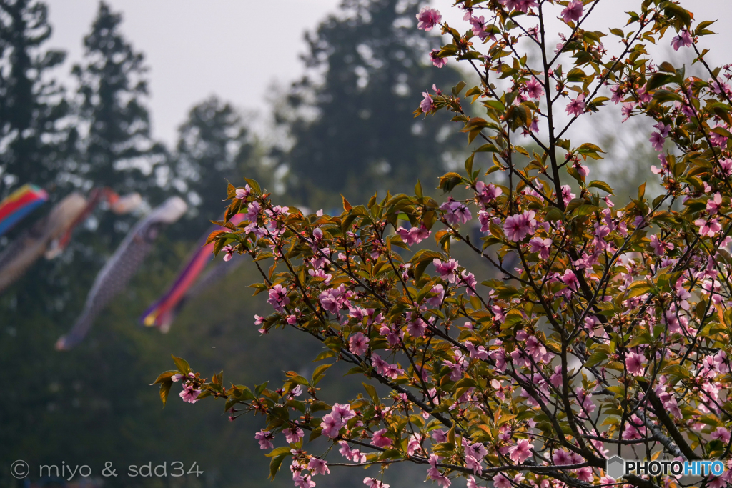野辺地で見た八重桜と鯉のぼり
