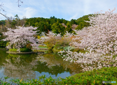 龍安寺 おしどりの池