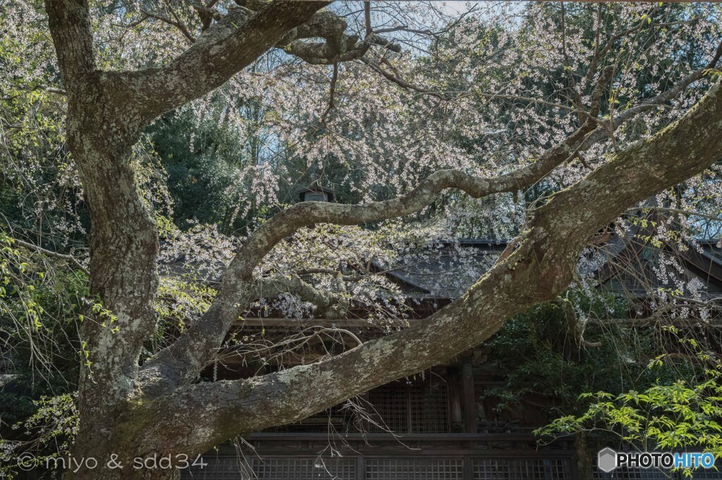 吉野水分神社のしだれ桜