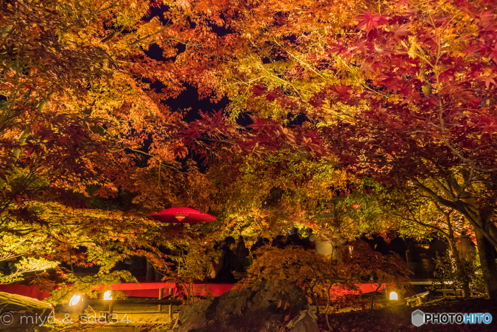 永観堂の紅葉がさね