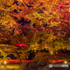 永観堂の紅葉がさね